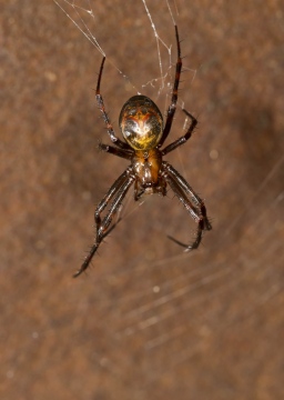 Meta menardi adult  female in orb web Copyright: Evan Jones