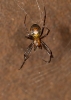 Meta menardi adult  female in orb web