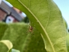 Garden Spider Mexborough 