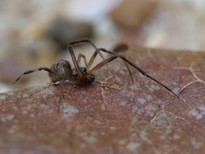 Theridion pinastri (male) Copyright: David Carr