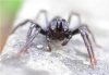 Atypus affinis - Male - Showing Fangs