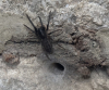 Tube web - Stroud