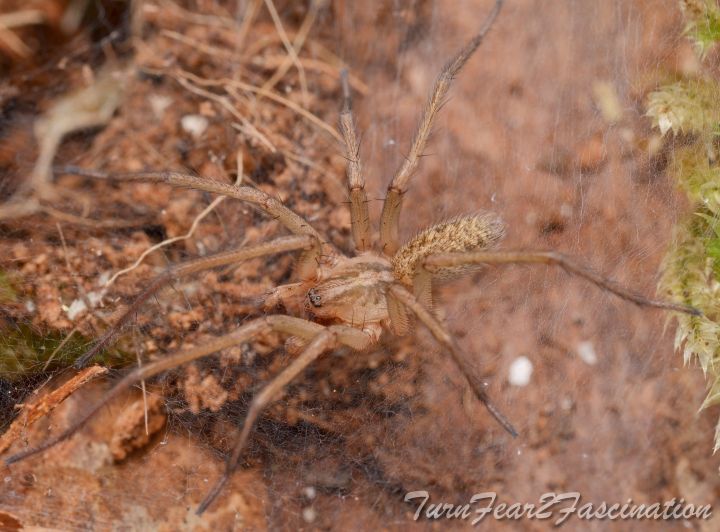 Eratigena agrestis Male Copyright: Tone Killick