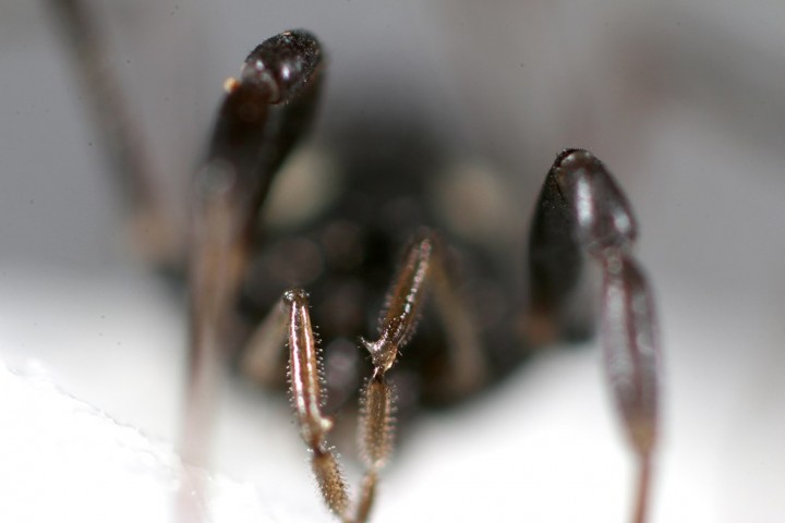 Male palps showing curved spine on inner patella Copyright: Paul Richards