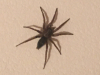 Mouse spider seen inside a house