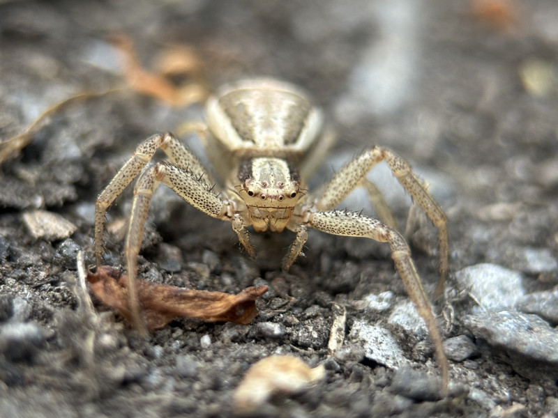 Xysticus Ulmi County Durham Copyright: Ashton Bell