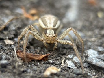 Xysticus Ulmi County Durham Copyright: Ashton Bell