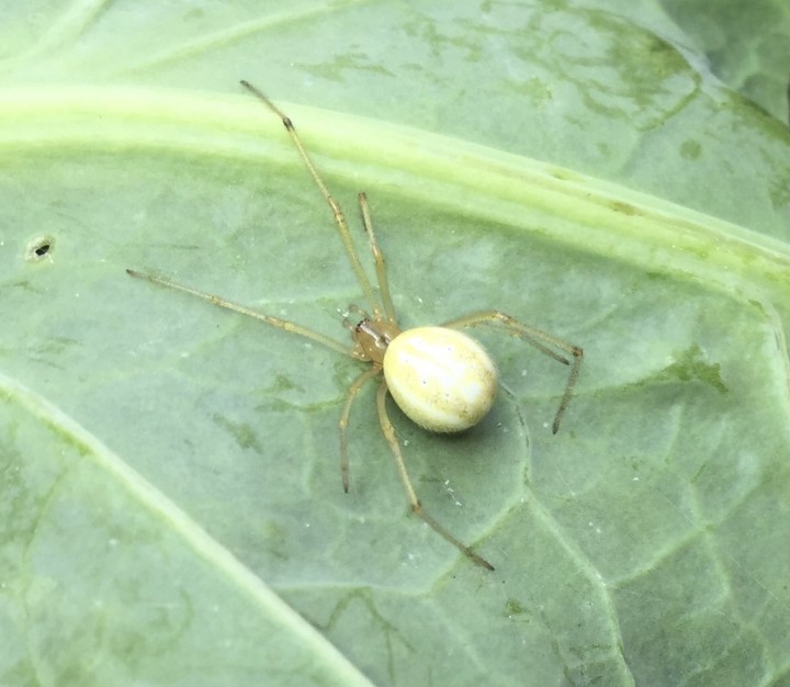 White and yellow spider Copyright: Sharon Bailey