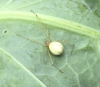 White and yellow spider