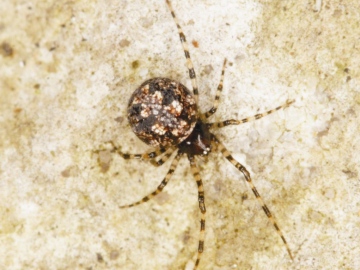 Theridion hannoniae Copyright: Peter Harvey