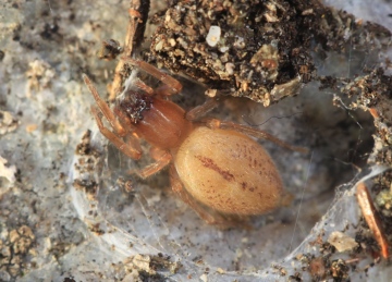 Clubiona genevensis gravid female Copyright: Richard Gallon