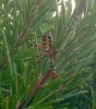 Wasp Spider 8.8.16
