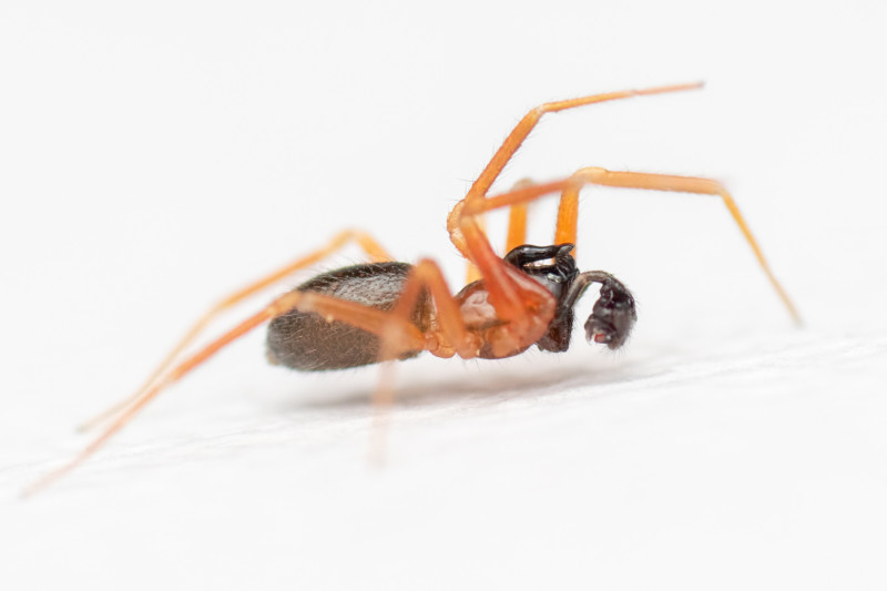 Male W.furcillata Copyright: James Chisnall