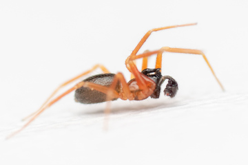 Male W.furcillata Copyright: James Chisnall