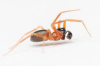 Male W.furcillata