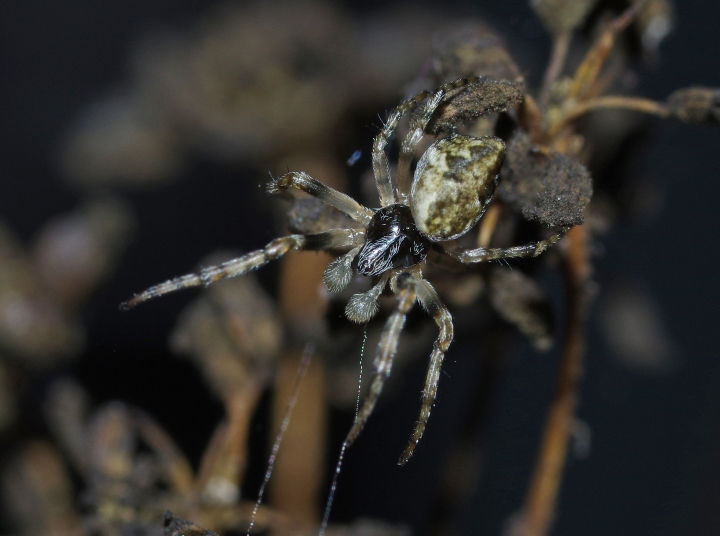 Cyclosa conica male MW Copyright: Michael Waite