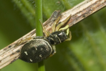 Heliophanus cupreus 1 Copyright: Stephen Plant