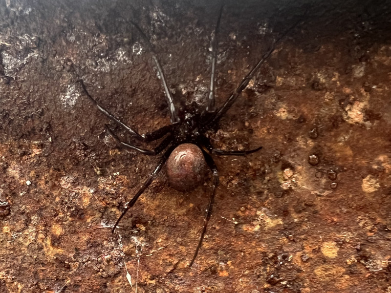 Cave Spider in Bristol Copyright: 
