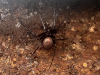 Cave Spider in Bristol