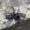 Huge Black spider