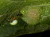 Araniella cucurbitina with egg sac in hedge