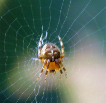 European Garden Spider (female) Copyright: John Williams