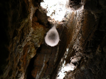 Meta menardi egg sac in sea cave Copyright: Martin Hind