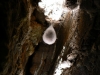 Meta menardi egg sac in sea cave