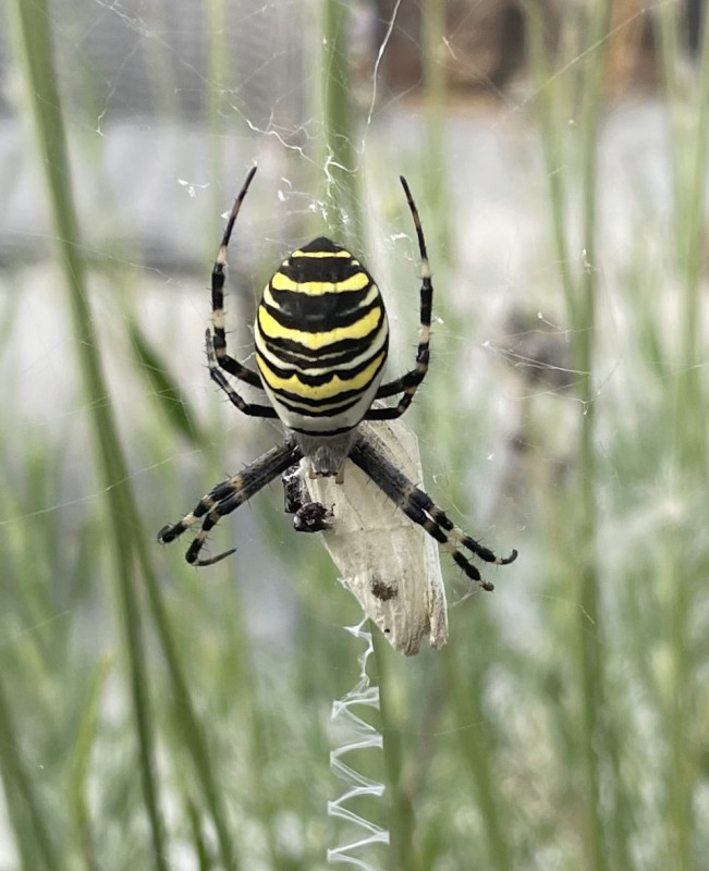 Wasp spider with zig zag web Copyright: Carole Hamelijnck
