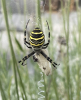 Wasp spider with zig zag web