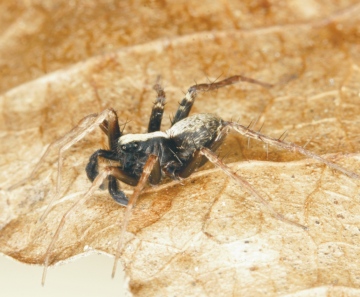 Pardosa saltans male Copyright: Peter Harvey