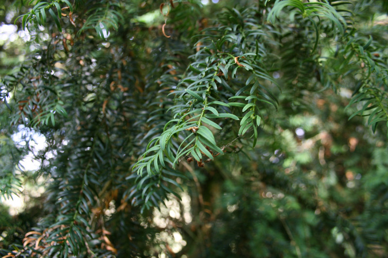 Hyptiotes female chilterns yew Copyright: Vicky Gilson