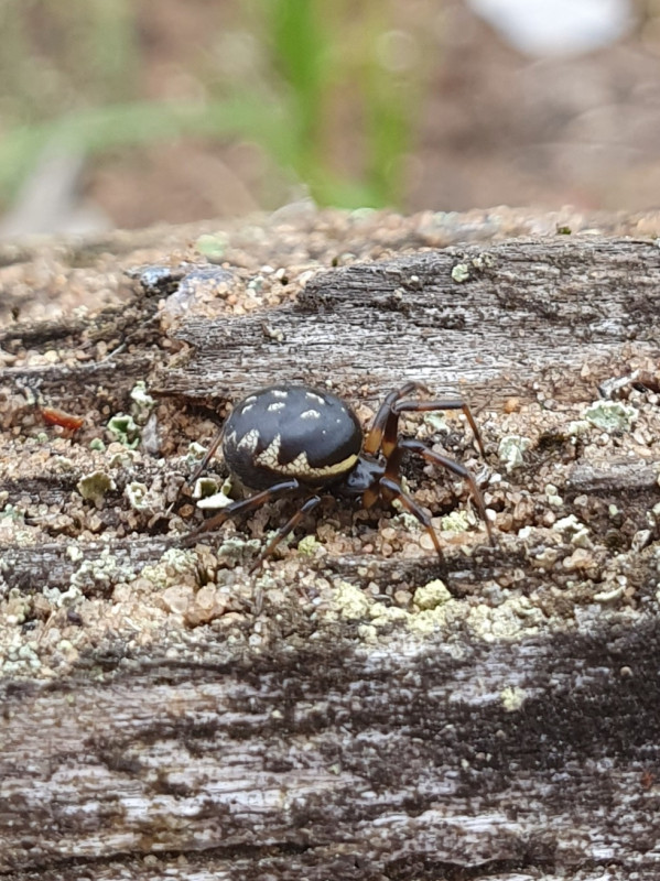 Steatoda albomaculata female Brecks Copyright: Vicky Gilson