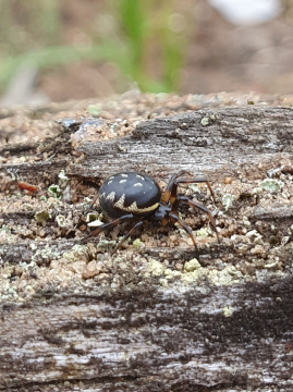 Steatoda albomaculata female Brecks Copyright: Vicky Gilson