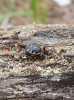 Steatoda albomaculata female Brecks