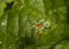 Araniella curcubitina web on a Hazel leaf.