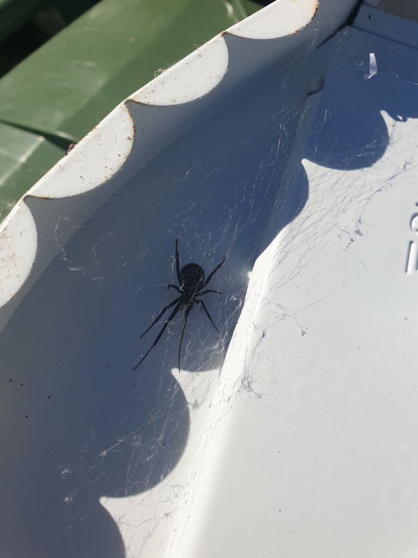 Spider in my garage. Copyright: Paul Roberts