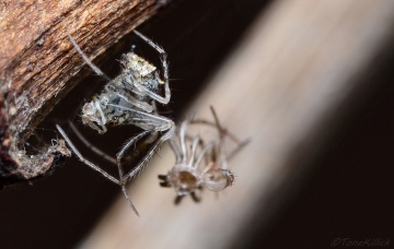 Male Ero aphana adult moult Copyright: Tone Killick