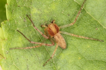 Philodromus rufus male Copyright: P.R. Harvey