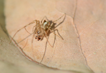 Male Ero tuberculata Copyright: David Carr