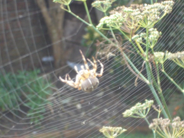large garden spider Copyright: Rodney Duerden