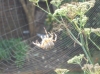 large garden spider