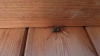 Unknown large spider