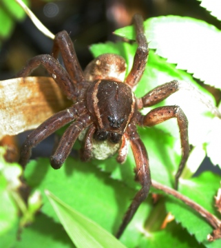 Adult female Dolomedes plantarius with egg sac Copyright: Nik Nimbus