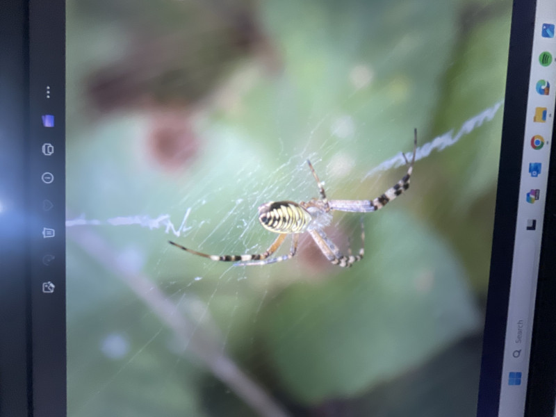 Argiope bruennichi Upon tall brambles Copyright: Ameen Ahnien