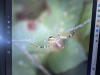 Argiope bruennichi Upon tall brambles 