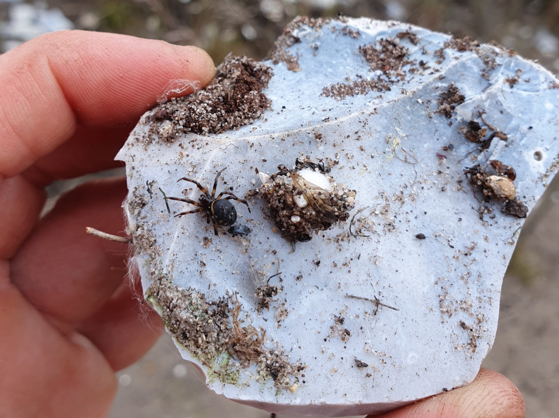 Steatoda albomaculata with egg sac Copyright: Vicky Gilson