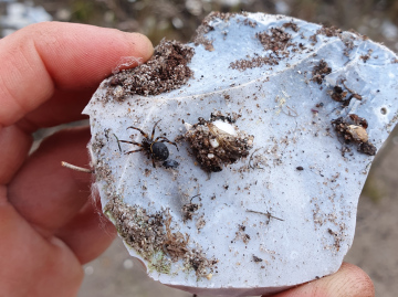 Steatoda albomaculata with egg sac Copyright: Vicky Gilson