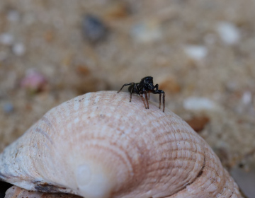 Heliophanus auratus male Copyright: David Carr