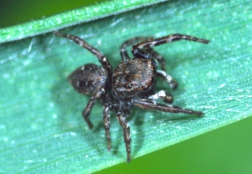 Sitticus caricis male Copyright: Peter Harvey